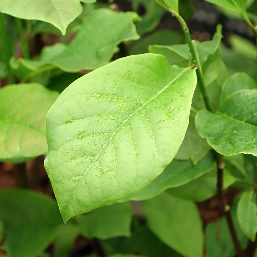 Magnolia x brooklynensis Black Beauty (Foliage)