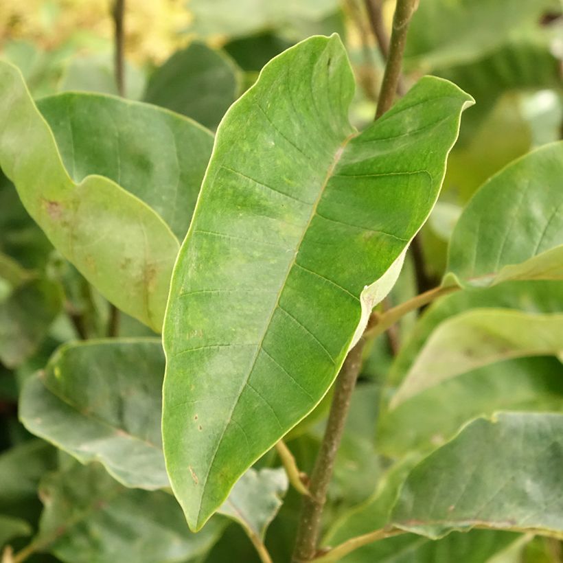 Magnolia x brooklynensis Black Beauty (Foliage)