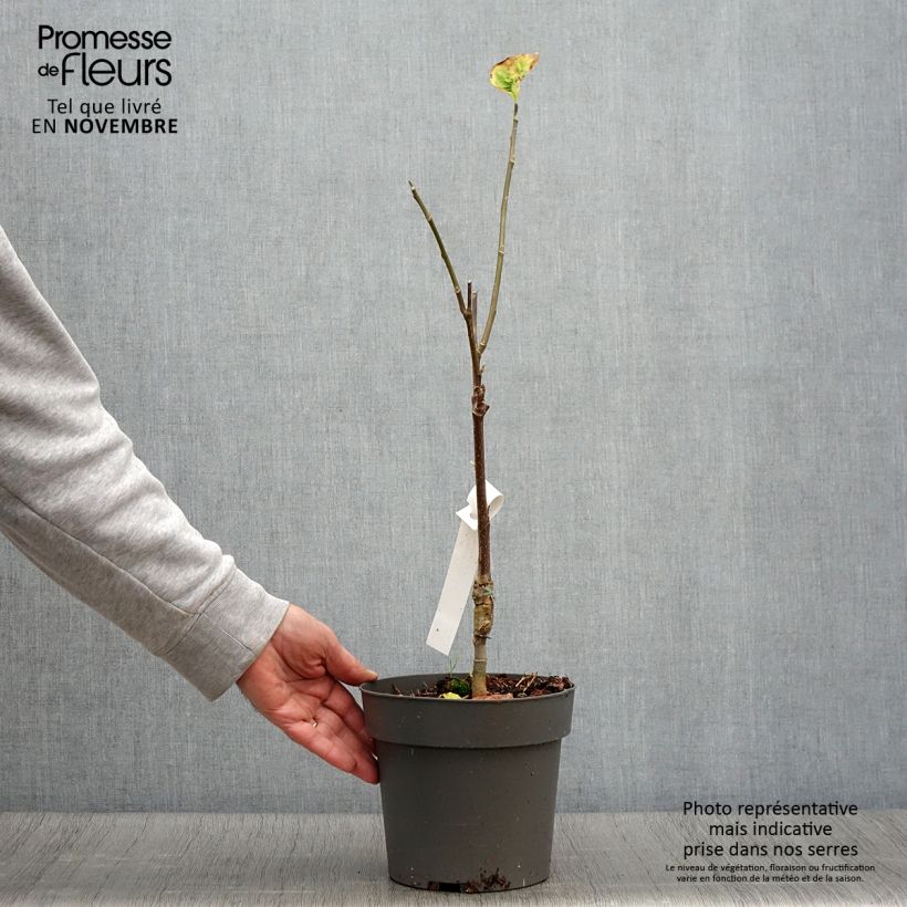 Magnolia brooklyniensis Yellow Bird en pot de 3L/4L sample as delivered in autumn