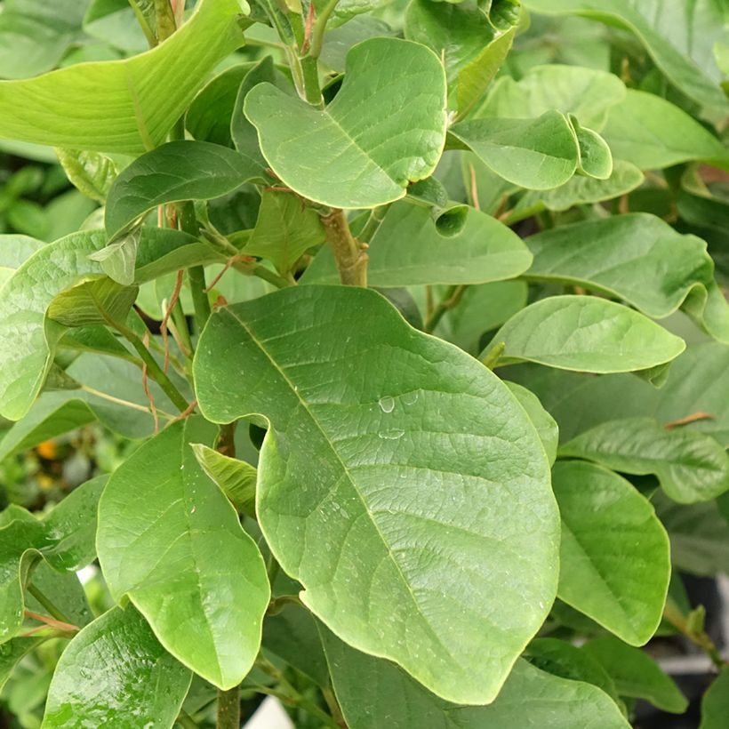 Magnolia Burgundy Star Jurmag4 (Foliage)