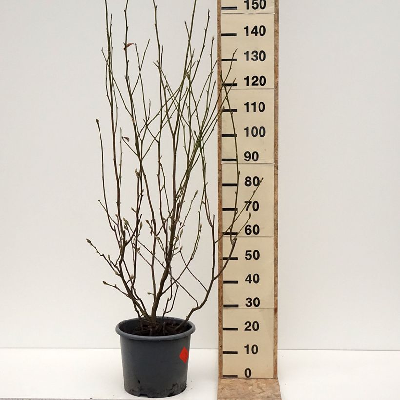 Magnolia denudata Festirose en pot de 7.5L/10L sample as delivered in winter