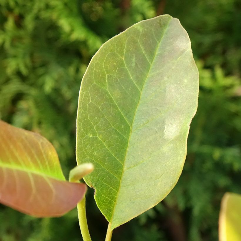 Magnolia denudata Festirose (Foliage)