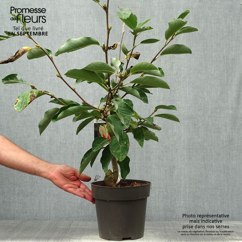 Magnolia denudata Sunrise Pot de 3L/4L sample as delivered in autumn