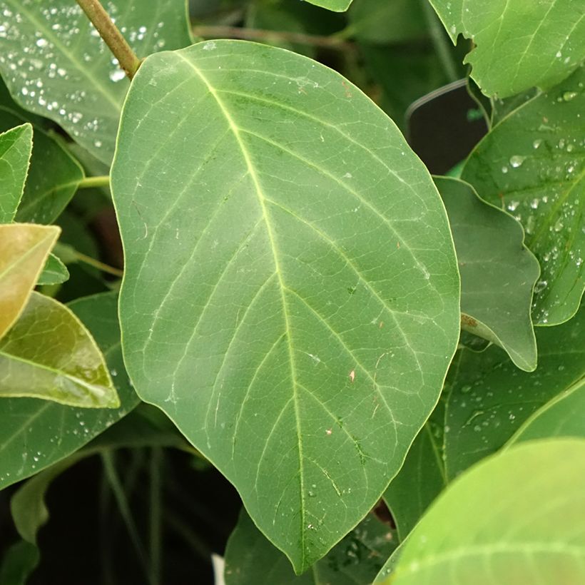 Magnolia x denudata Sunrise (Foliage)