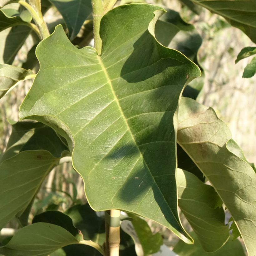 Magnolia soulangeana Emperor (Foliage)