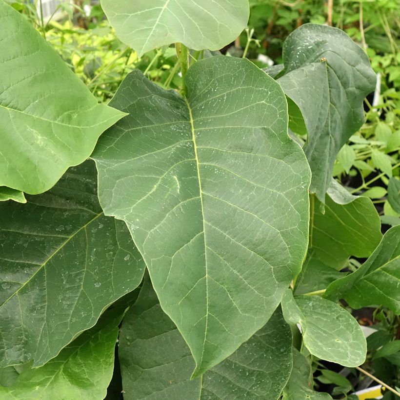 Magnolia Felix Jury (Foliage)