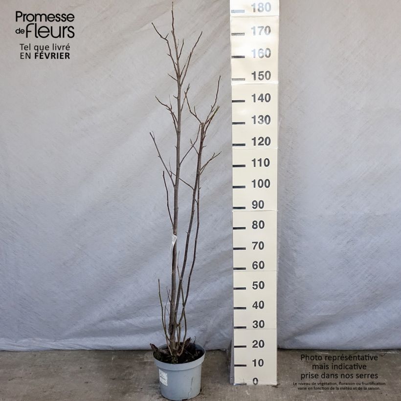 Magnolia Galaxy Pot de 5L sample as delivered in winter