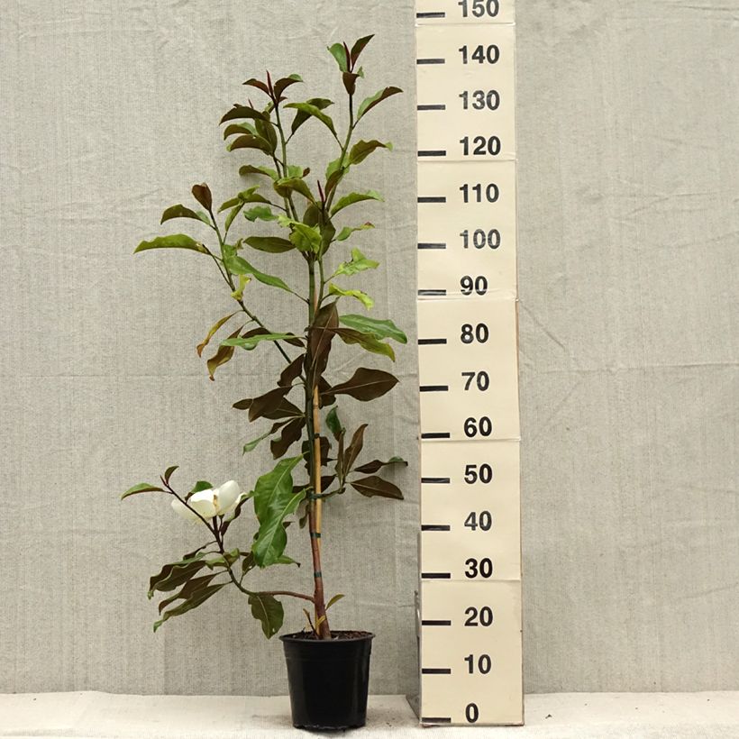 Magnolia grandiflora Brackens Brown Beauty 4L/5L potShipped height around 40/60cm sample as delivered in summer