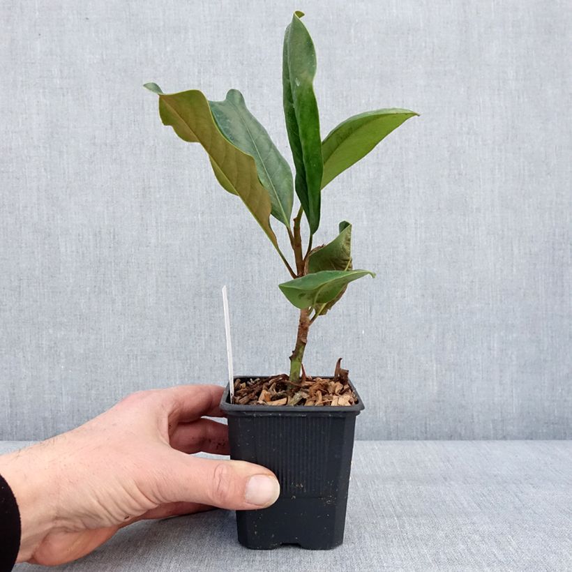 Magnolia grandiflora Mont Blanc 10cm/11cm pot sample as delivered in winter