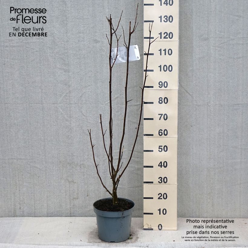 Magnolia kobus - Magnolia de Kobe Pot de 4L/5L sample as delivered in autumn