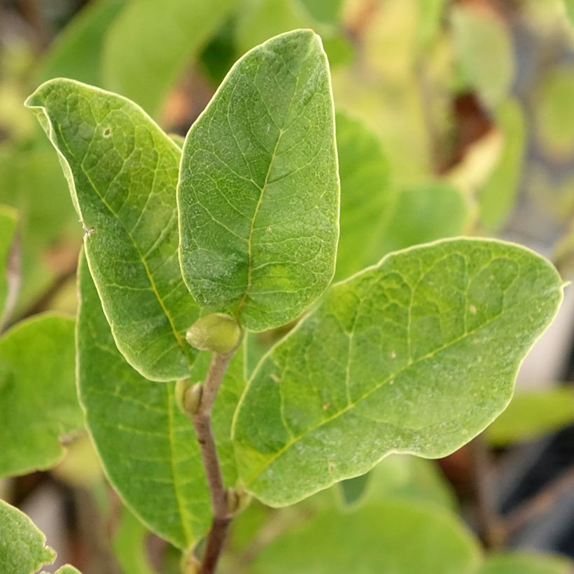 Magnolia x loebneri Mags Pirouette (Foliage)