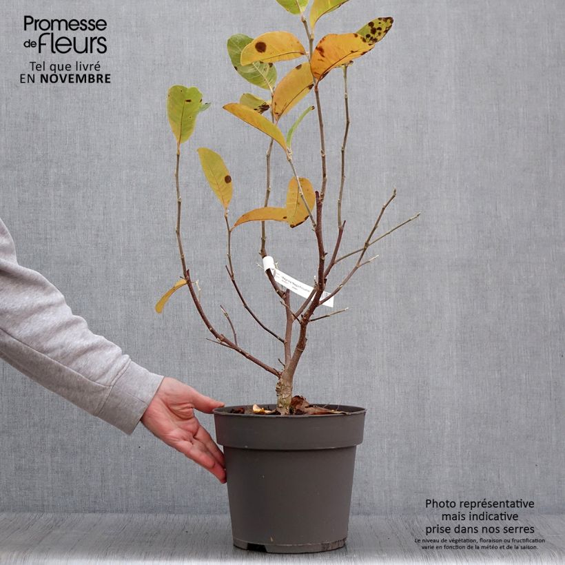 Magnolia loebneri Mags Pirouette - Pot de 7,5L/10L sample as delivered in autumn