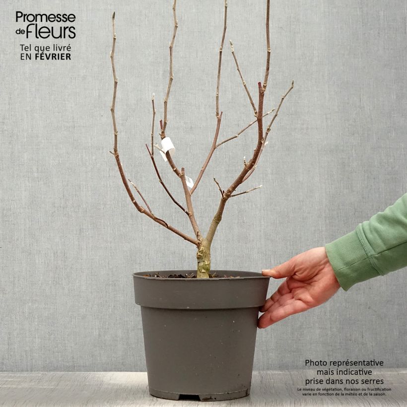 Magnolia loebneri Mags Pirouette - Pot de 7,5L/10L sample as delivered in winter