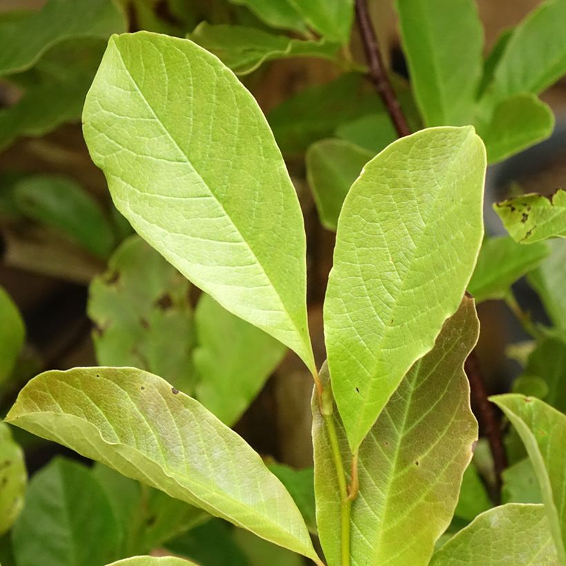 Magnolia x loebneri Merrill (Foliage)