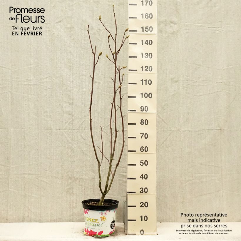 Magnolia Manchu Fan en pot de 7.5L/10L sample as delivered in winter