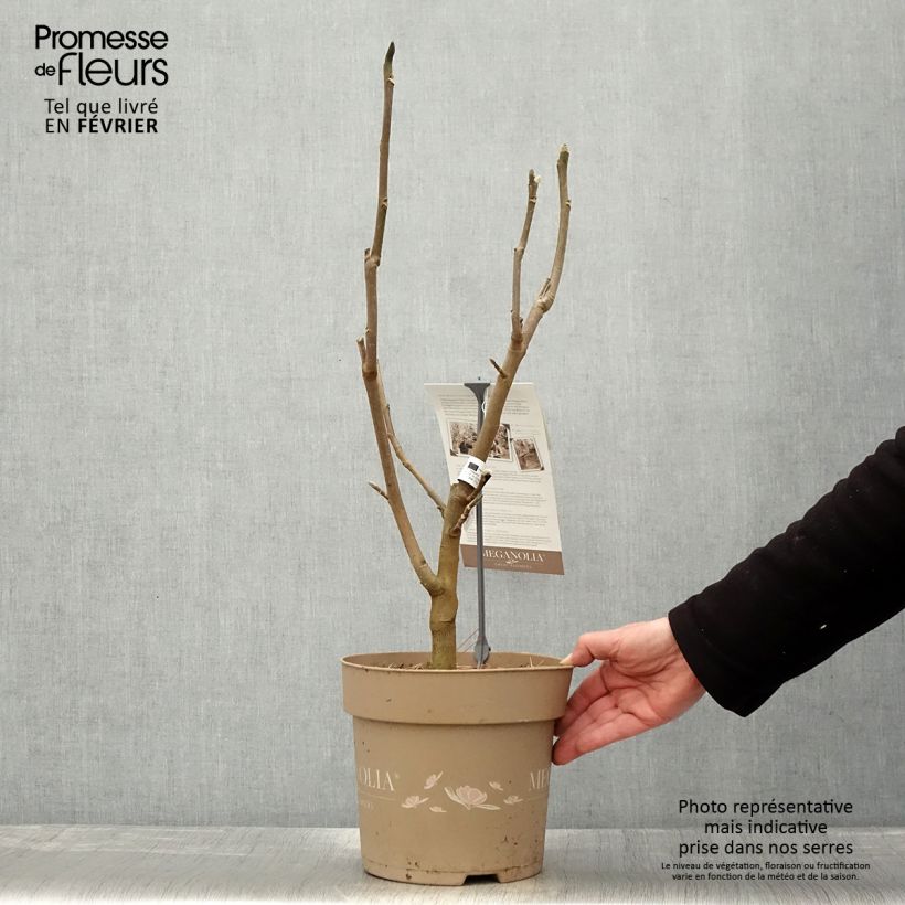 Magnolia Meganolia - Pot de 6L/7L sample as delivered in winter