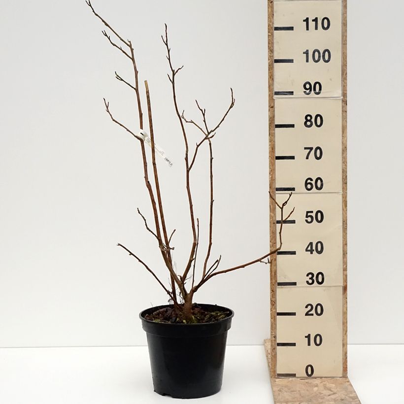 Magnolia sieboldii Colossus Pot de 12L/15L sample as delivered in winter