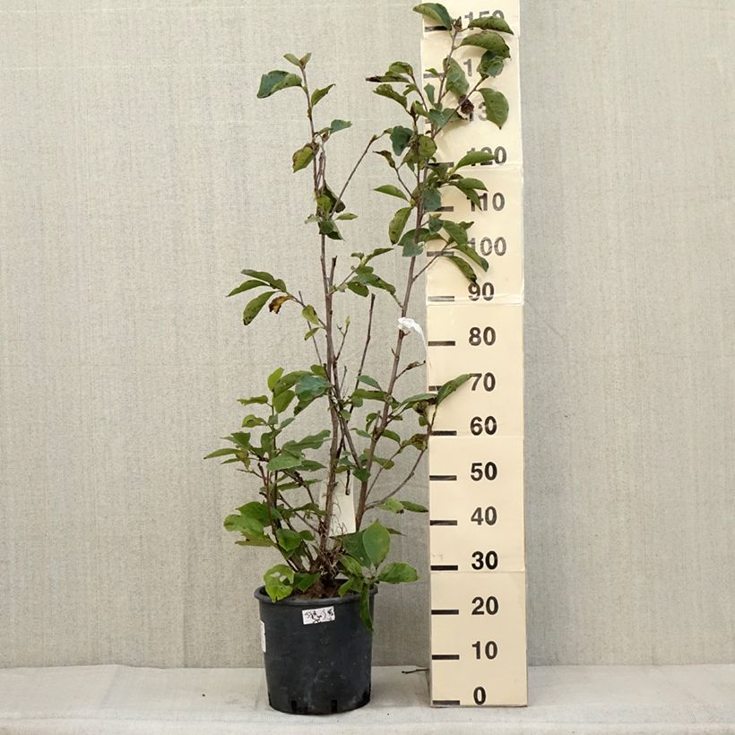 Magnolia soulangeana Alba Superba en pot de 7,5L sample as delivered in autumn