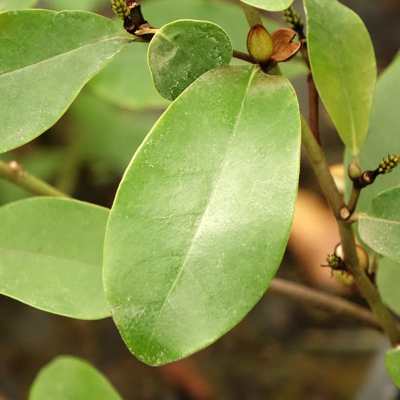 Magnolia White Caviar (Foliage)