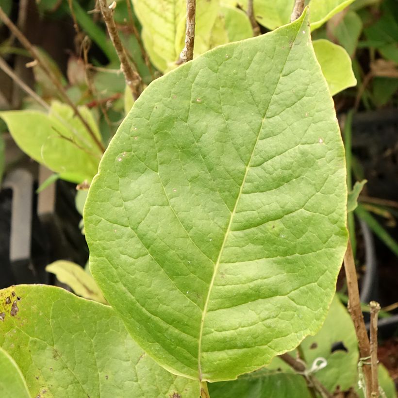 Magnolia soulangeana Lennei (Foliage)