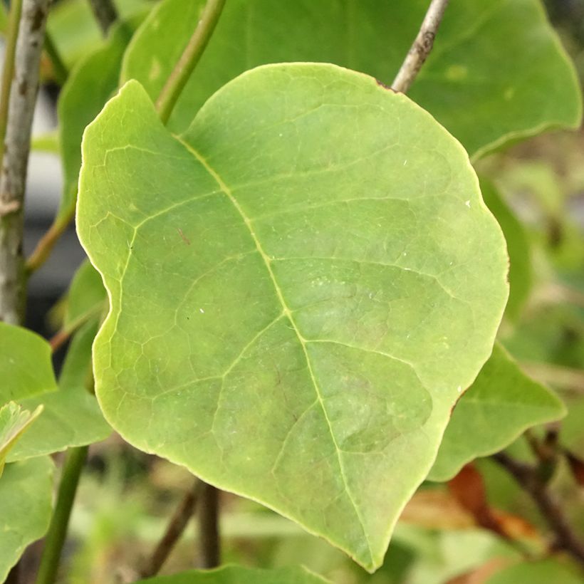 Magnolia Yellow Lantern (Foliage)