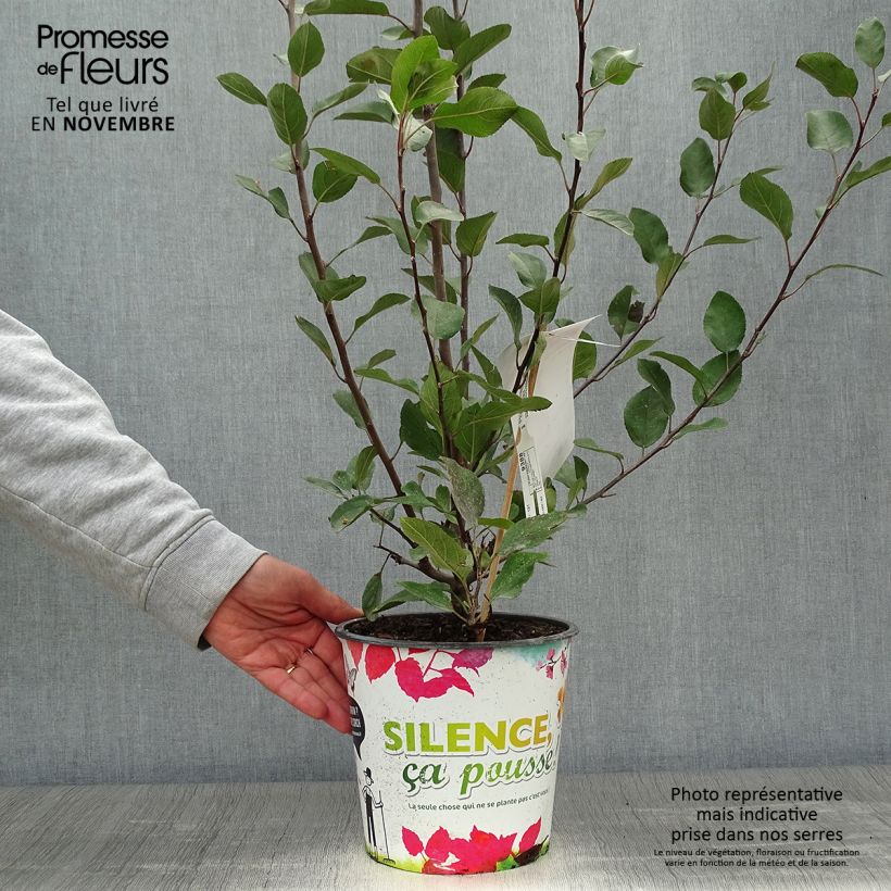 Malus Appletini (Gulliver) - Pommier d'ornement  Pot de 4L/5L sample as delivered in autumn