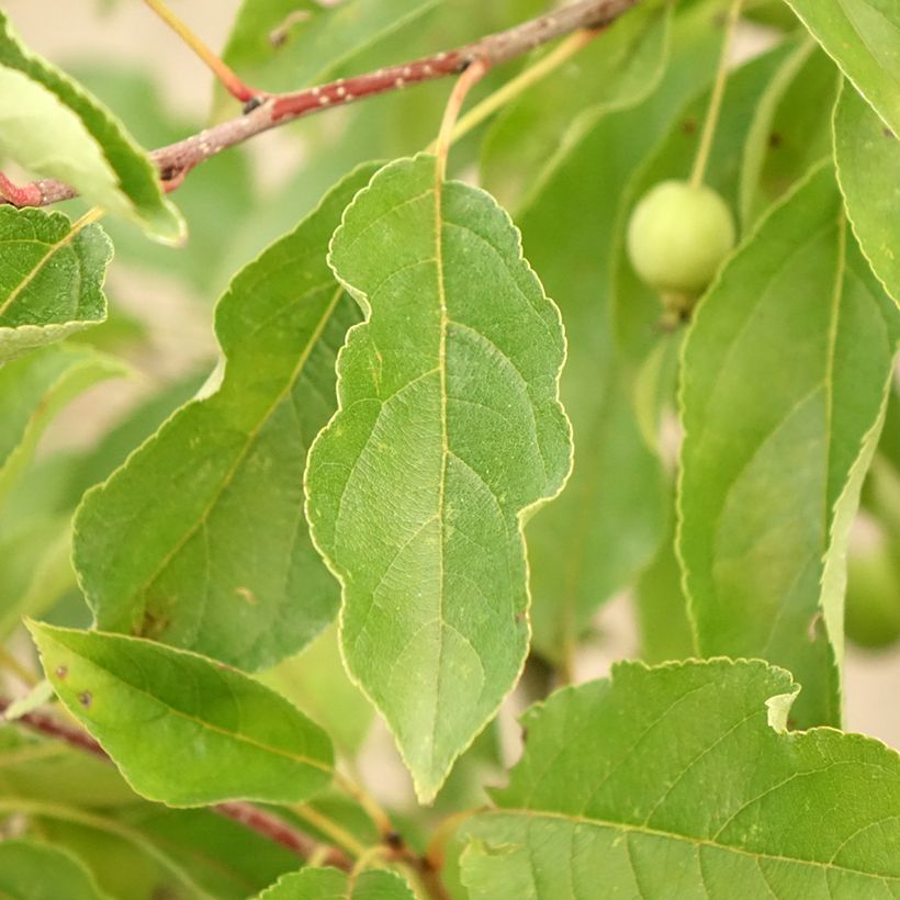 Malus Comtesse de Paris - Crab Apple (Foliage)