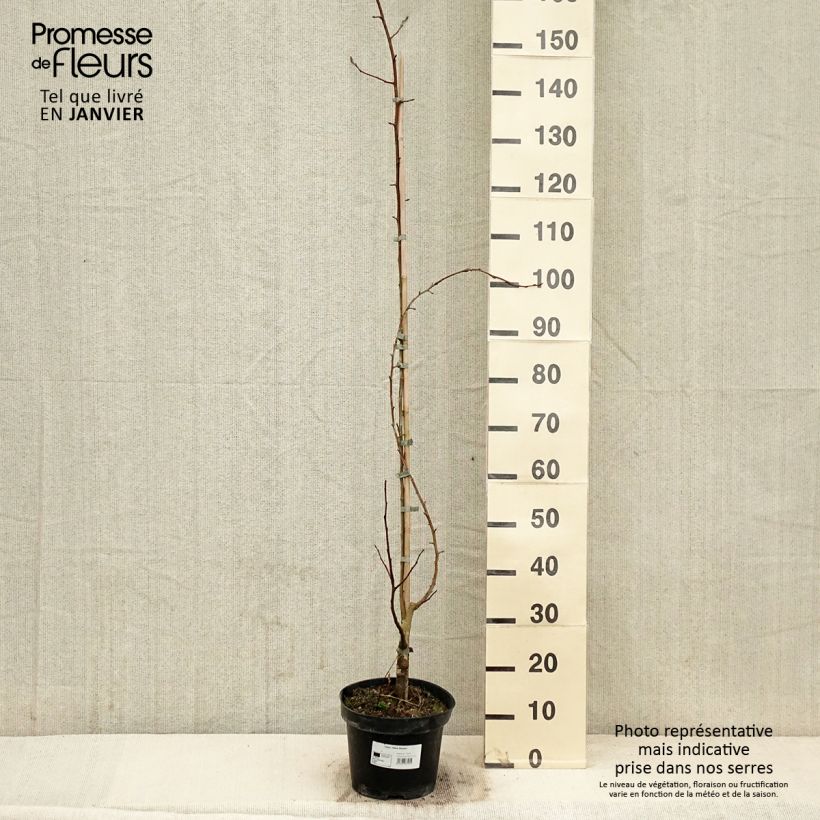 Malus Yellow Siberian - Pommier d'ornement Pot de 12L/15L sample as delivered in winter