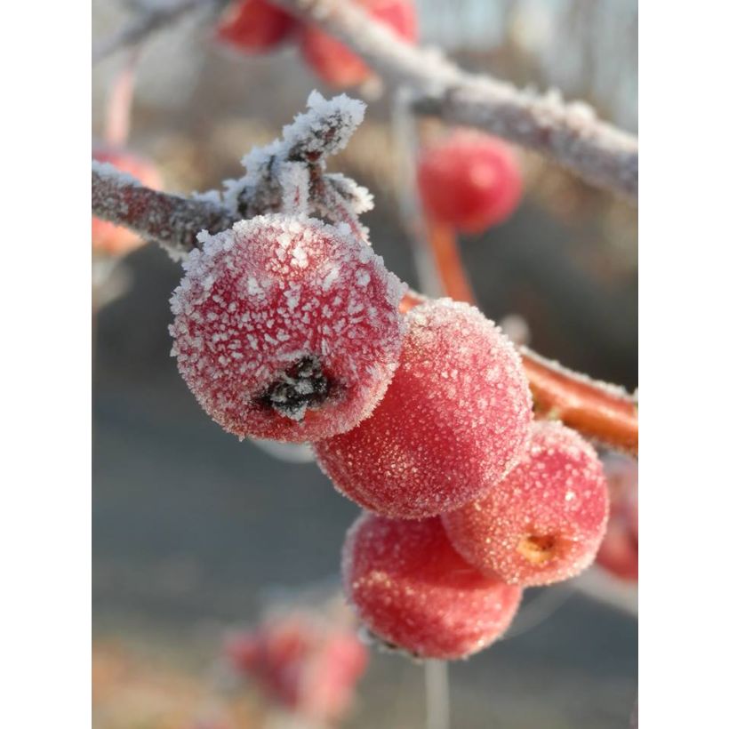 Malus Evereste - Crab Apple (Harvest)