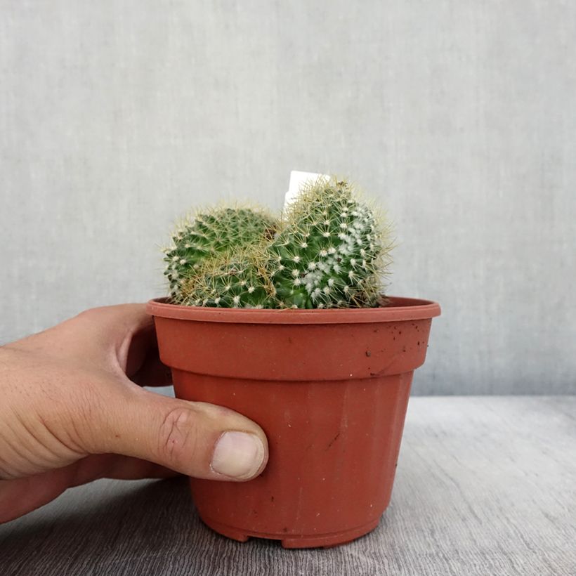 Mammillaria elongata Cristata Pot de 13 cm sample as delivered in autumn