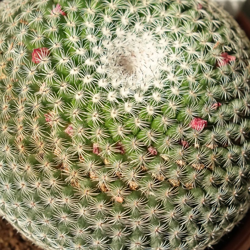 Mammillaria perbella (Foliage)