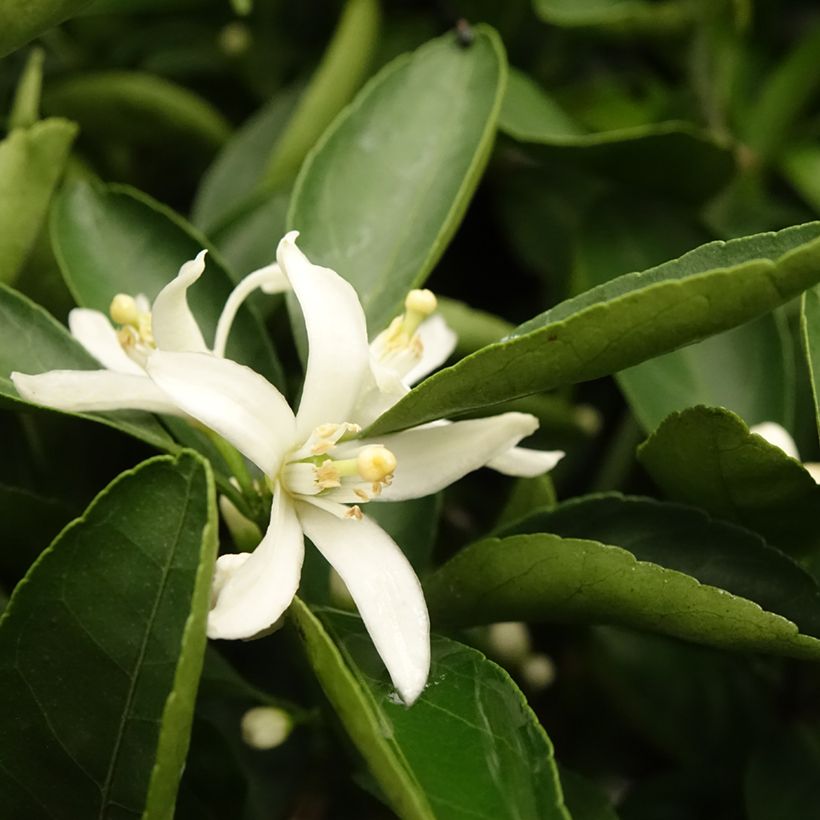 Satsuma Mandarin Tree - Citrus unshiu (Foliage)