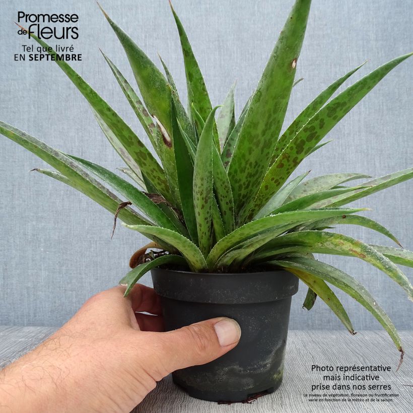 Mangave Mangavé Pineapple Express en pot de 1L/1,5L sample as delivered in autumn