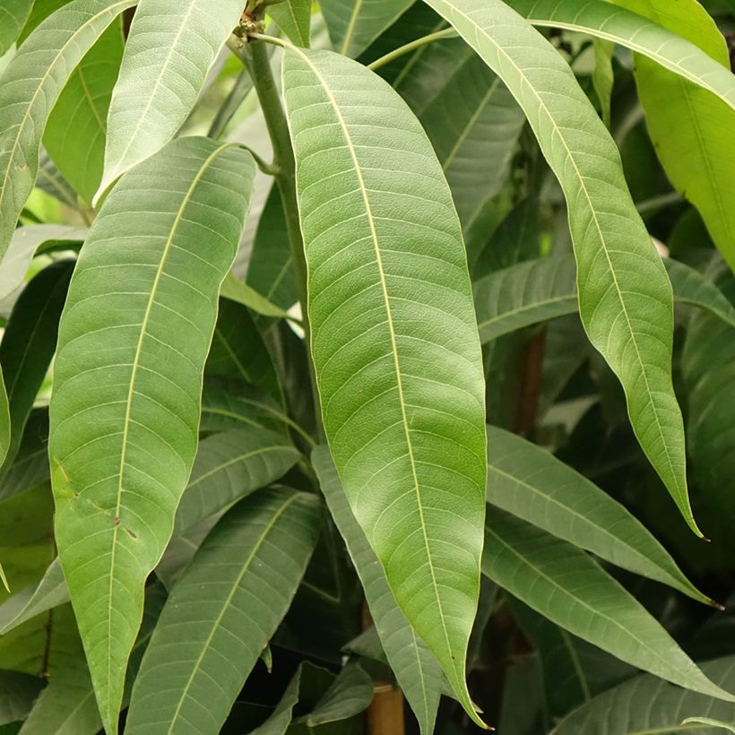 Mangifera indica - Mango Tree (Foliage)