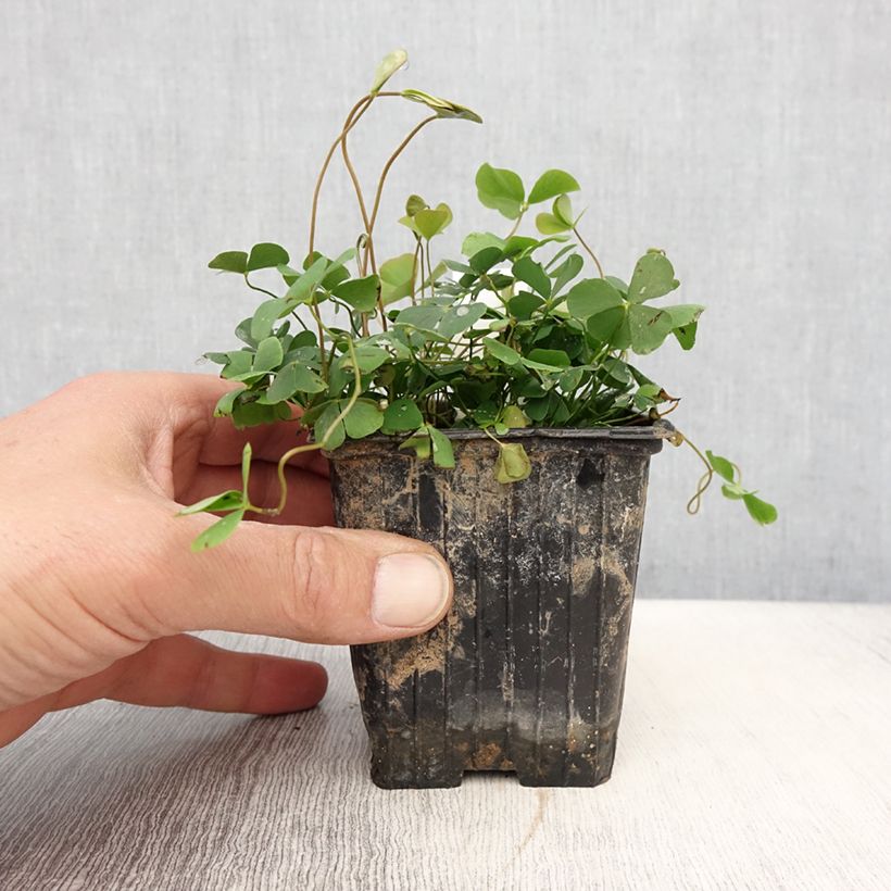 Marsilea quadrifolia - Marsilée à quatre feuilles - Godet de 8/9 cm sample as delivered in spring