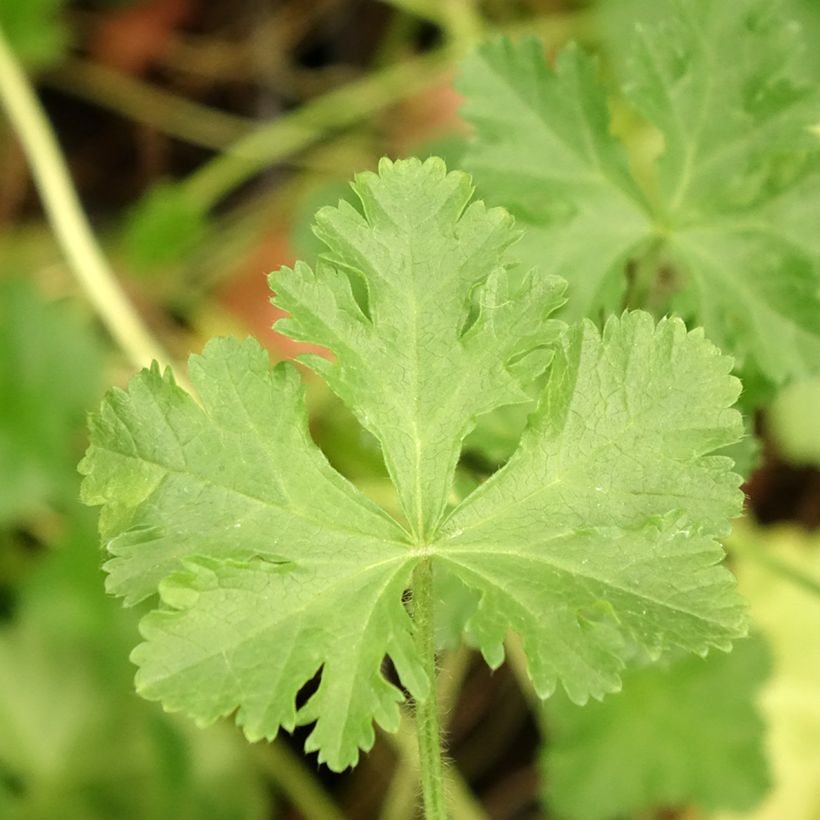 Malva moschata Rosea - Musk Mallow (Foliage)