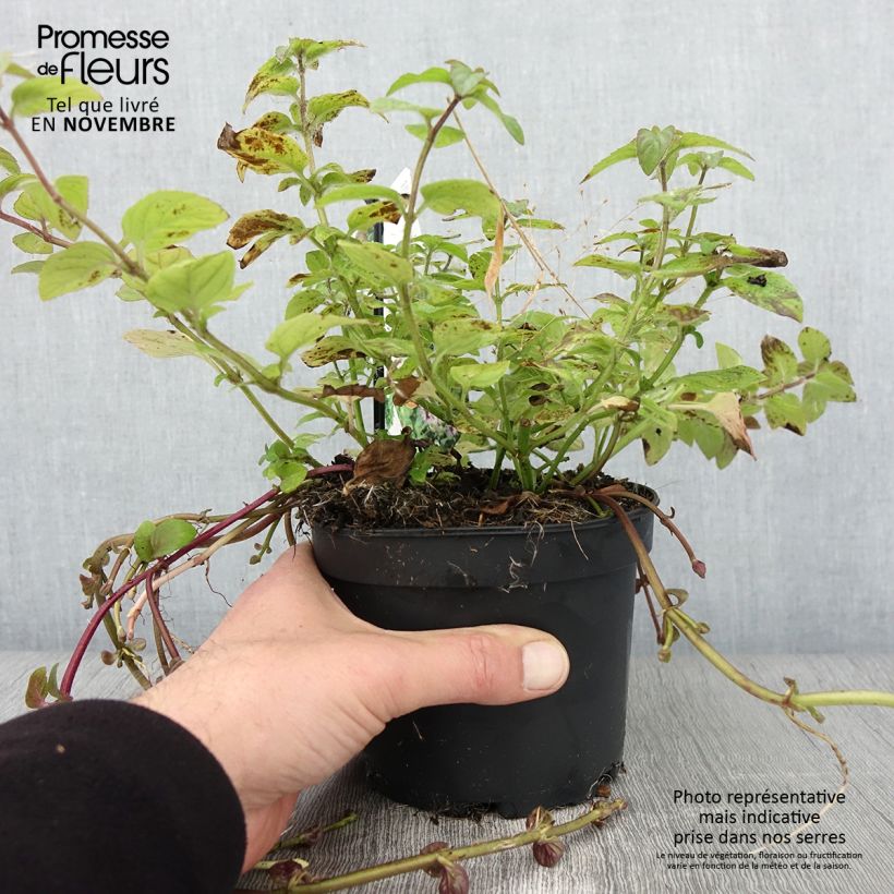 Menthe aquatique - Mentha aquatica pot de 1.5L/2L sample as delivered in autumn