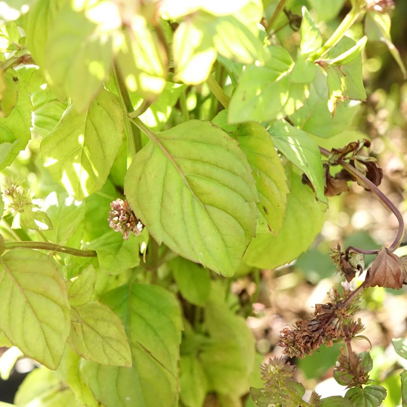 Mentha citrata Bergamote (Foliage)