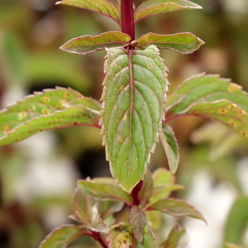 Mentha piperita Citrata - Mint (Foliage)