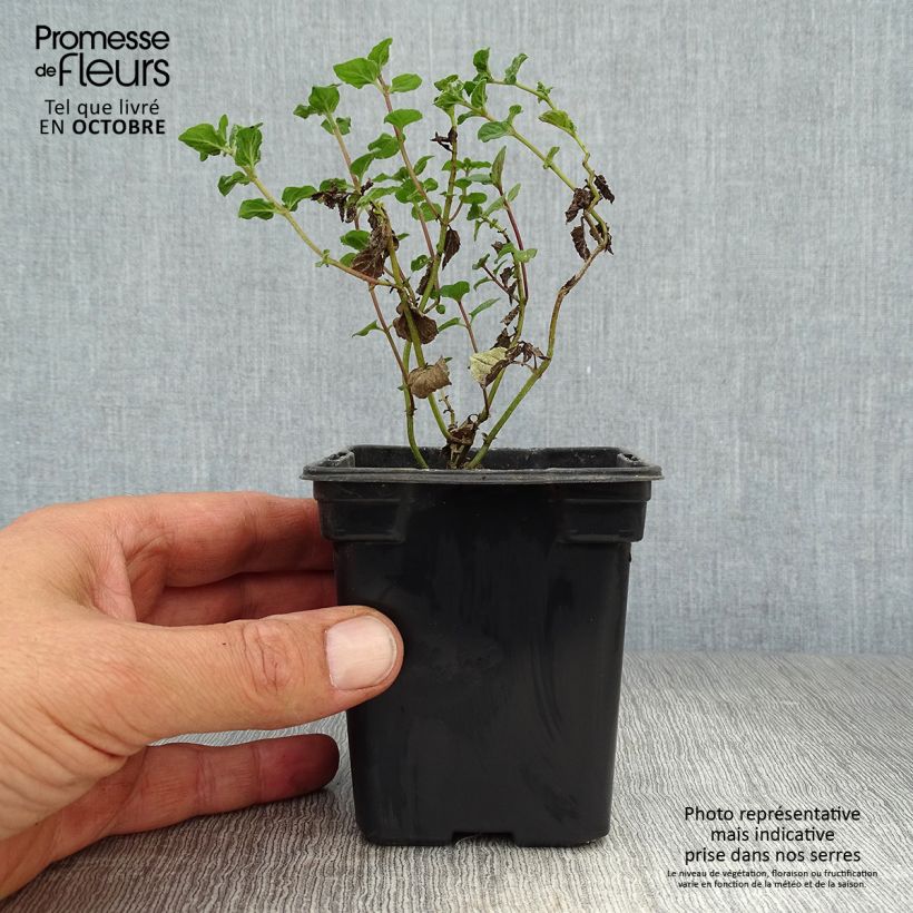 Menthe Blanche BIO - Mentha piperata officinalis 'Alba' Godet de 8 cm sample as delivered in autumn