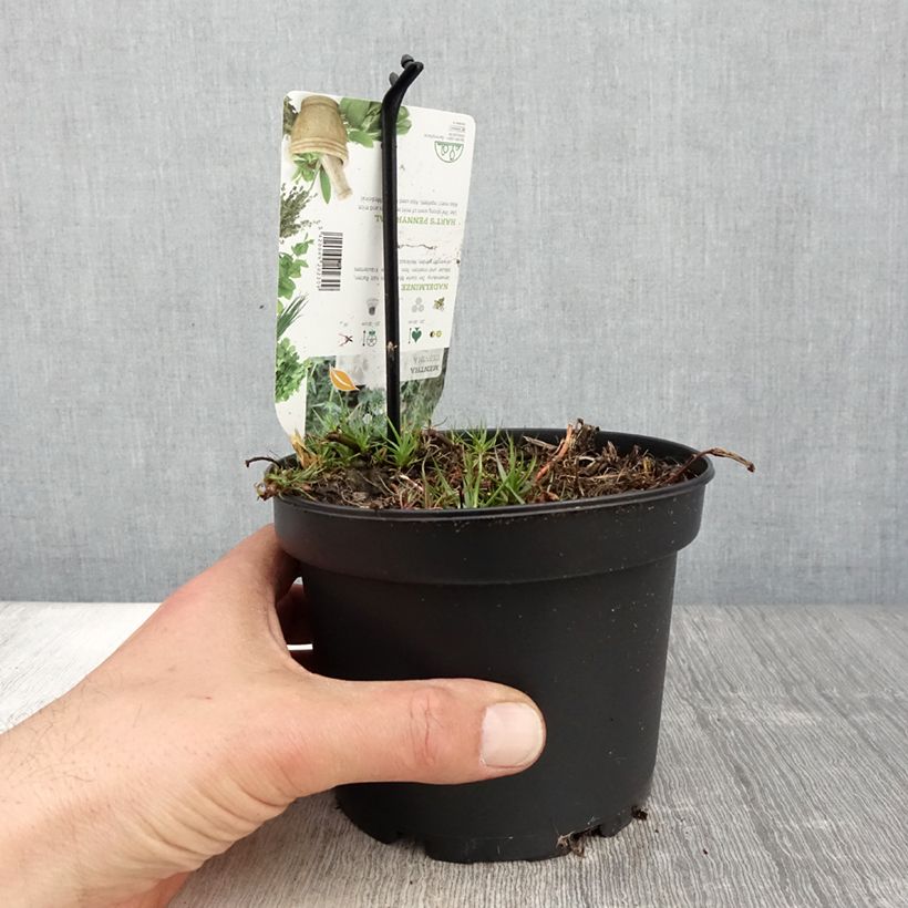 Menthe des Cerfs - Mentha cervina pot de 1.5L/2L sample as delivered in spring