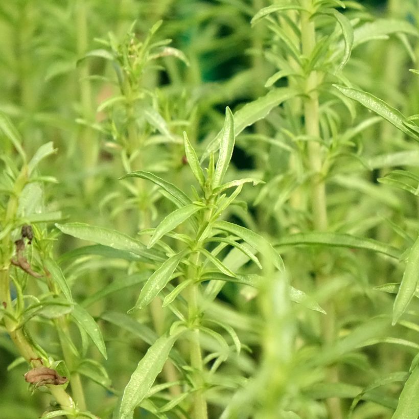 Mentha cervina Alba (Foliage)