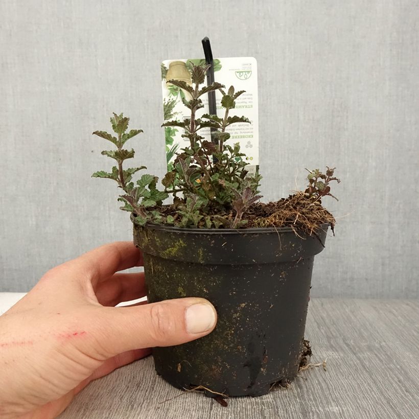 Mentha spicata Fraise 1.5L/2L pot sample as delivered in spring