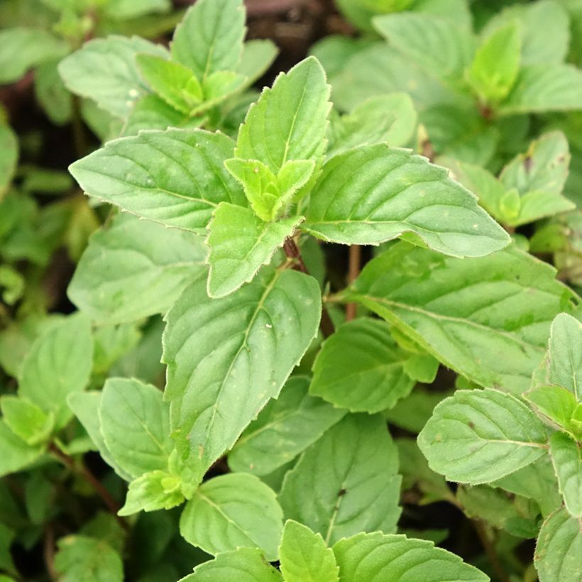 Mentha piperita Ginger (Foliage)