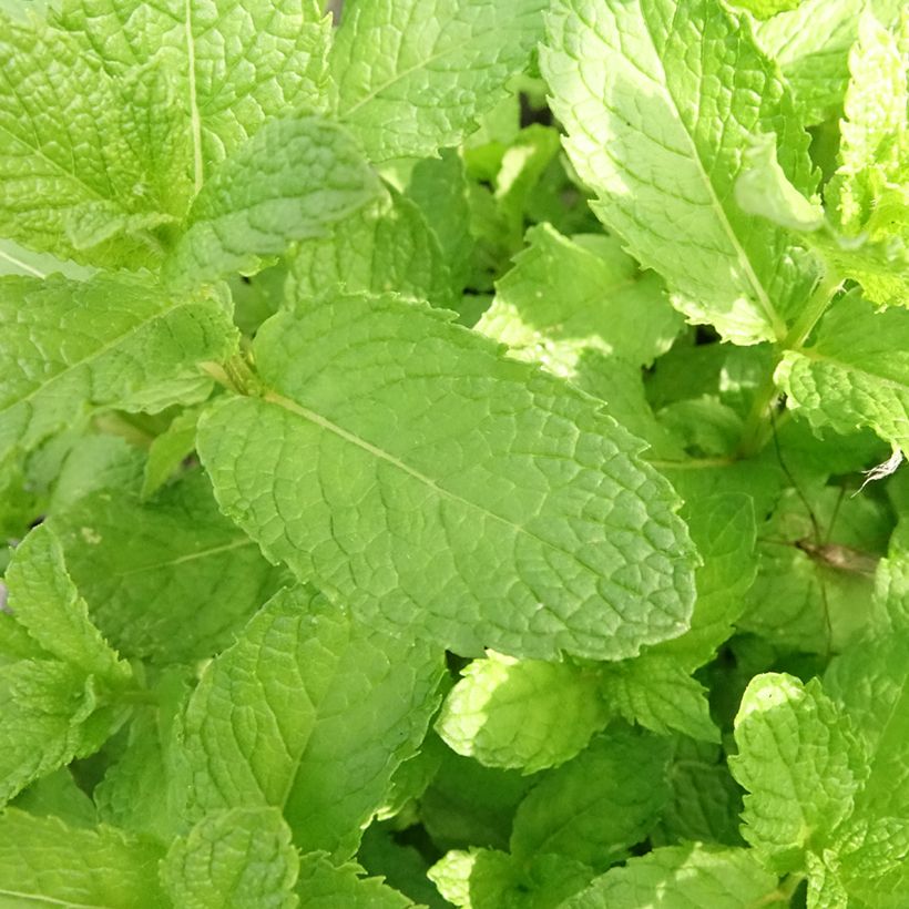 Organic Mentha spicata Nannah (Foliage)