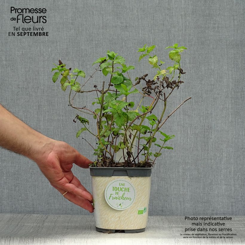 Menthe marocaine en plant BIO Pot de 1L./1.5L. sample as delivered in autumn