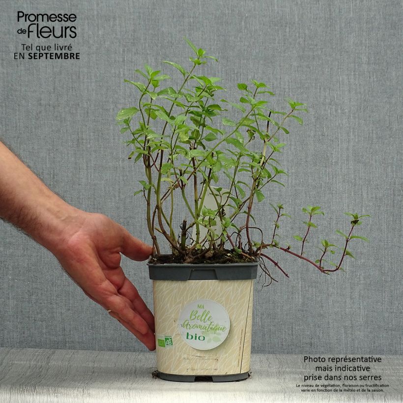 Menthe poivrée - Mentha piperata en plant BIO Pot de 1L./1,5L. sample as delivered in autumn