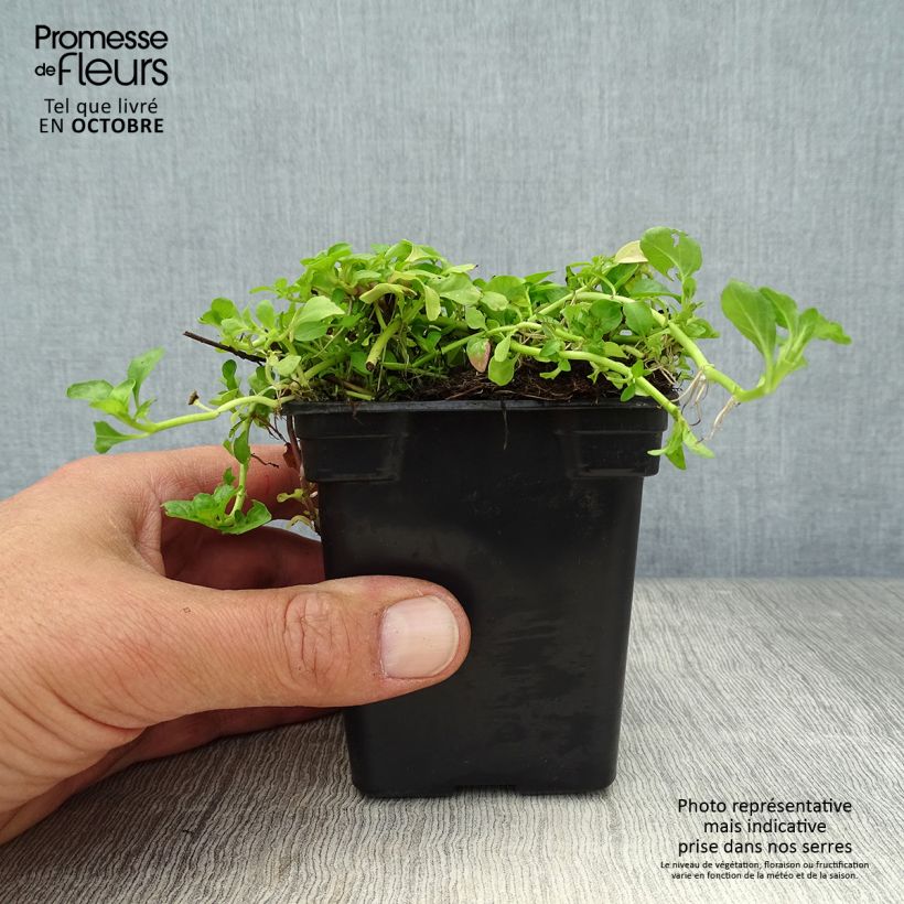 Menthe Pouliot - Mentha pulegium Godet de 8 cm sample as delivered in autumn