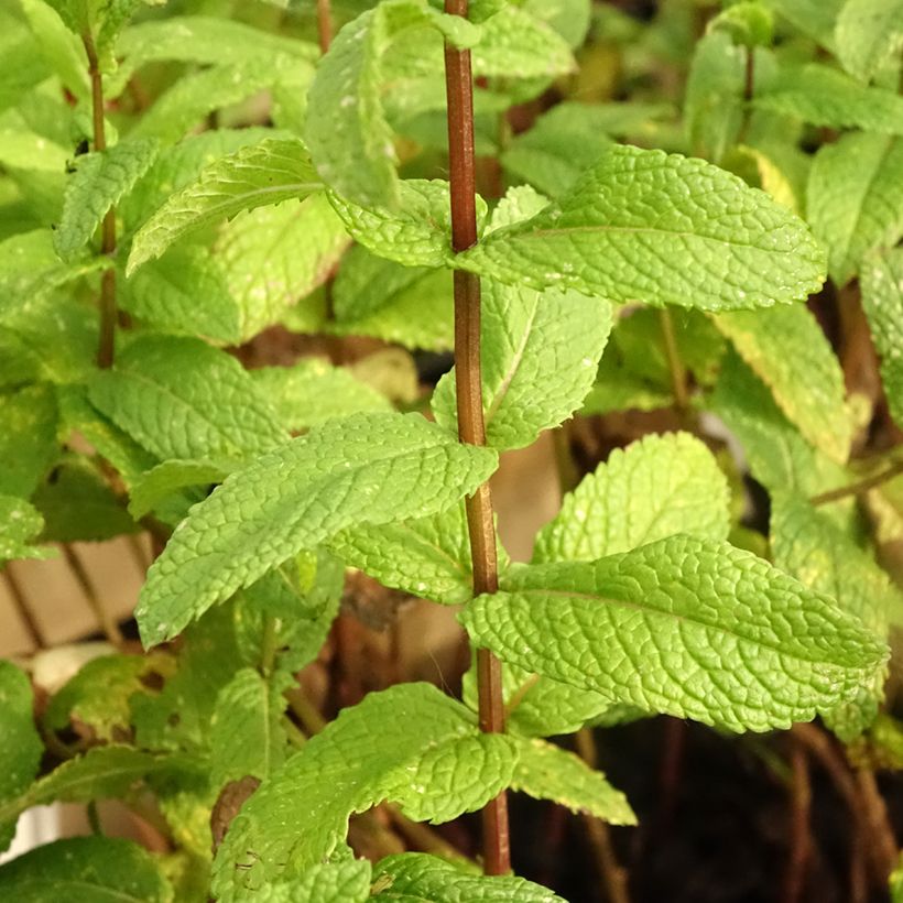 Spearmint - Mentha spicata in organic plant cultivation (Foliage)