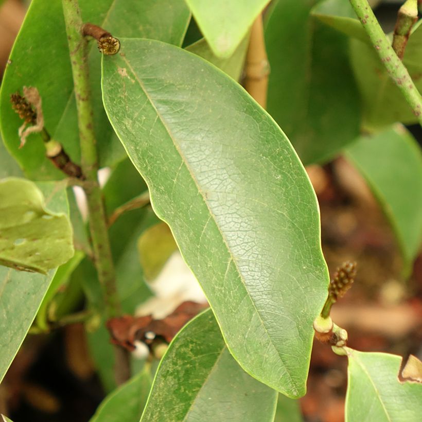 Magnolia Fairy Lime (Foliage)